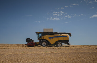 Modern combine harvester harvests ripe wheat at sunny day. Agricultural scene with blue sky. Rich...