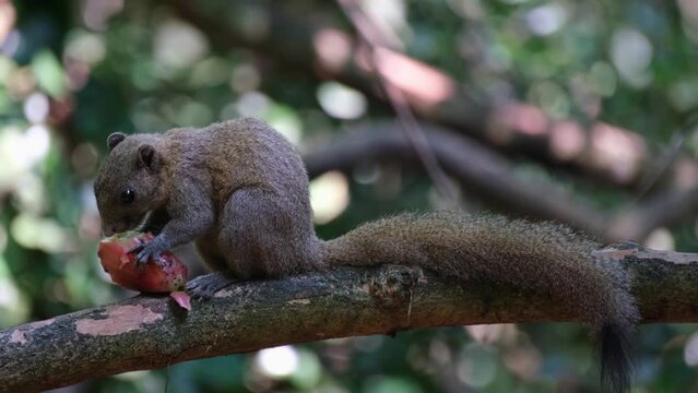 Seen eating a fruit facing to the left then goes away, Grey-bellied Squirrel Callosciurus caniceps, Kaeng Krachan National Park, Thailand.