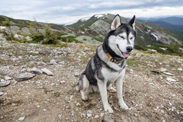 Close up photo of the head of grey Siberian husky dog enjoying the nature, the Carpathians