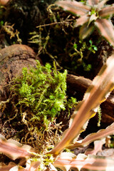 Tropical growing green leaves nature texture pattern
