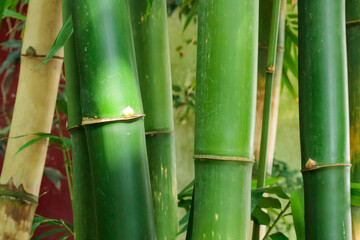 Bamboo tree and leaves - nature forest