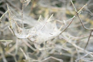Web on the tree in the garden. Caterpillars spinning web on plant. Cocoon or silken nest. Webworms or eastern tent caterpillar species. Insects eating and killing green plants. Blurred background