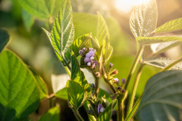 The stem of the flowering agricultural plant soybean in the rays of the morning sun. Soybean...