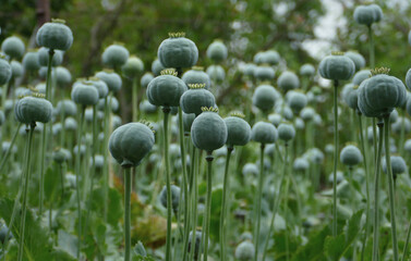 Close up of Unripe green poppies heads in garden. Poppy-heads field on summer time, detail view. Agricultural scene.
