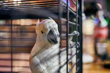 Foto auf Glas Cute white Cacatua cockatoo parrot in cage in cafe interior background, funny domestic bird © TRAVELARIUM