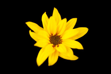 topinambur yellow flower Jerusalem artichoke on black background, beautiful backdrop