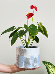 Beautiful anthurium indoor plant in concrete design planter