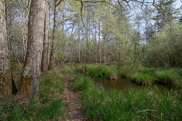 Forest landscape with ponds in Ile de France (Sénart)