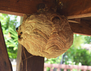 Large nest of wasps at under the pillars of the pavilion.
