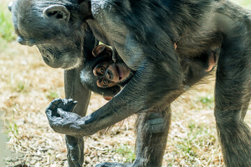 A mother Chimpanzee and her baby Chimpanzee in her arms. piping at us