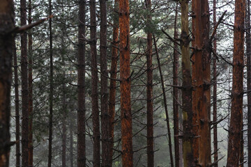 Obraz premium Photo of pine forest on foggy day