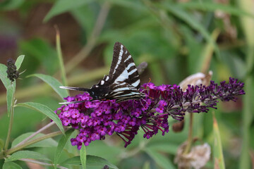 butterfly on lavender