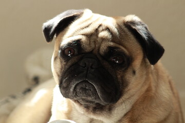 Pug cara triste
