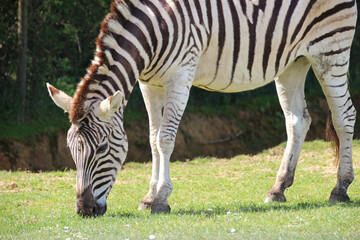 Fototapeta na wymiar zebra in a zoo in france
