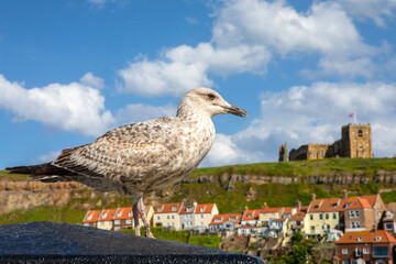 Sea Gull and St. Marys Church in Whitby, North Yorkshire