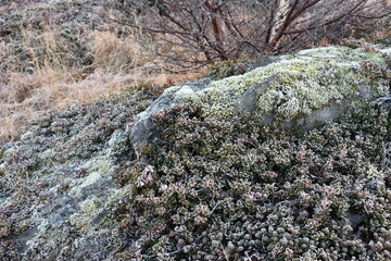 Subarctic plants covered rock. Frost on leaves 