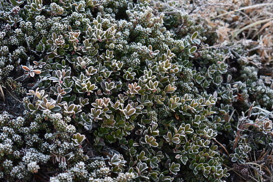 Frost On Leaves. Close-up Subarctic Flora