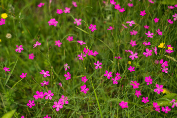 Pink flowers on mountain meadow