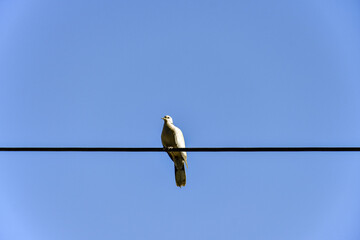 A lonely white dove sitting on a wire against a blue sky