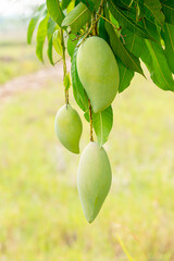 mango on the tree,Fresh green and yellow mangoes on a mango tree. Mangifera indica