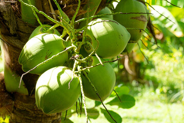 coconut on tree,Fresh coconut on the tree,Green coconuts hanging on tree