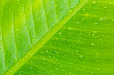 green macro leaf and water drop,Macro closeup of Beautiful fresh green leaf with drop of water nature background.