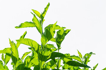 bushes on a white background,Branch and leaf on white background