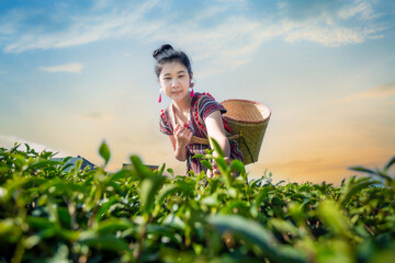Girl picking tea leaves,Beautiful asian woman Harvesting tea leaves in the morning, tea leaves in the field of tea,