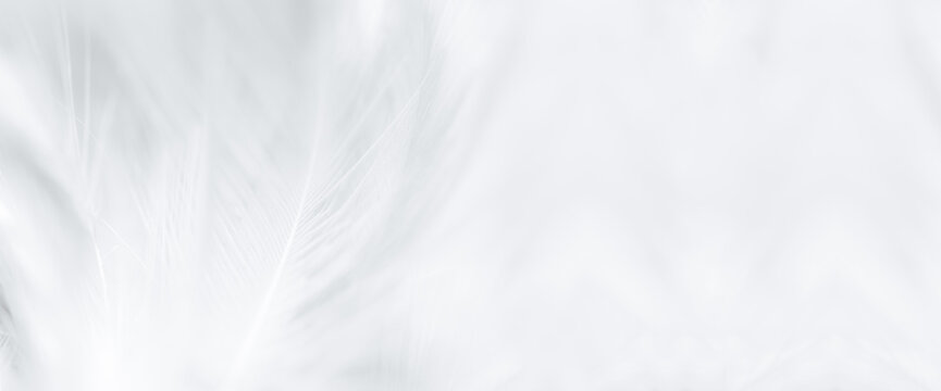 Fototapeta Chicken feather macro,Beautiful white gray colors tone feather texture background 