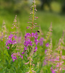 Obraz premium Fireweed flower on mountain meadow on summer day