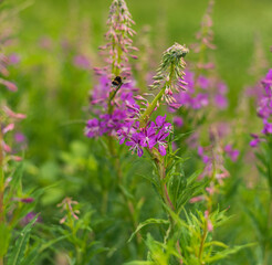 Fireweed flower on mountain meadow on summer day