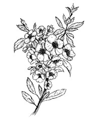 Vector Sketch of Floral Branch with Flowers and leaves in outline style. Hand drawn black illustration of blooming quince