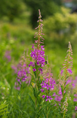 Fireweed flower on mountain meadow on summer day