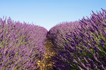 Lavender field Valensole Provence France