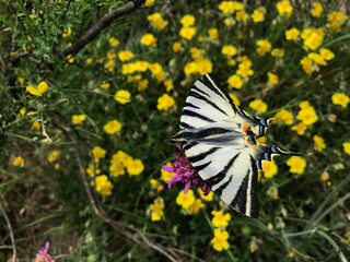 Schmetterling auf einer Wiese im Frühling