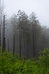 Remains of pine forest on foggy day