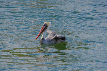 Brown Pelican