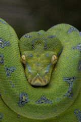 Very closeup Green Tree Python (Morelia viridis). Green tree pythons are found in Indonesia, Papua New Guinea, and Australia. This Green Tree Python is a rare species.