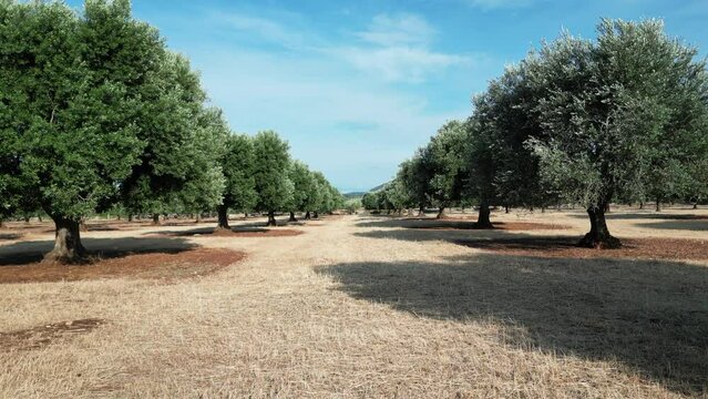 Drone Through Olive Tree Orchard, Farmland, Italy