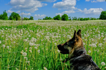 a German shepherd is lying in a field of dandelions, a dog is resting in a clearing