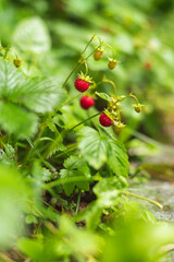 Obraz premium Close up photo of wild strawberries