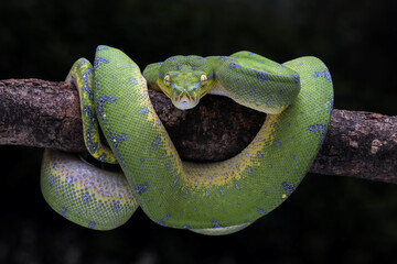 Green Tree Python (Morelia viridis) on tree branch. Green tree pythons are found in Indonesia,...
