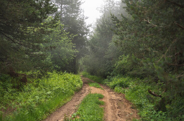Fototapeta na wymiar Mud mountain road through foggy forest