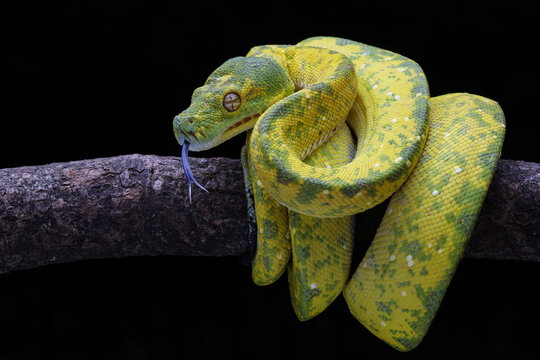 Green Tree Python (Morelia viridis) on tree branch. Green tree pythons are found in Indonesia, Papua New Guinea, and Australia. This Green Tree Python is a rare species.