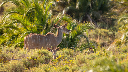 Female greater kudu ( Tragelaphus strepsiceros)with young hiding in the grass, iSimangaliso Wetland Park, South Africa.