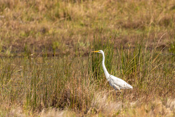 Great white egret (Egretta alba) standing in a swamp, iSimangaliso Wetland Park, South Africa.