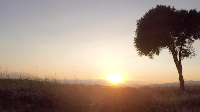 pan shot alone tree with sunset sky background. the morning sun shines on the hills. lonely concept video from stock nature.