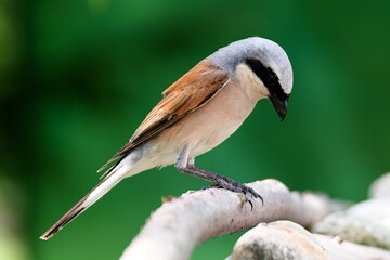 Red-backed shrike (Lanius collurio) stands on a stick by the stones.