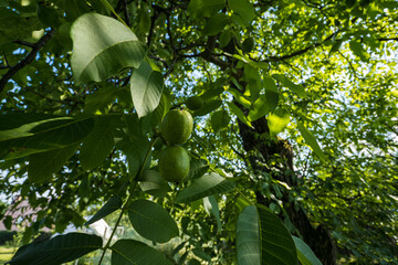 Green nuts on a tree.