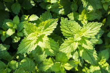 Fresh green leaves of lemon balm.